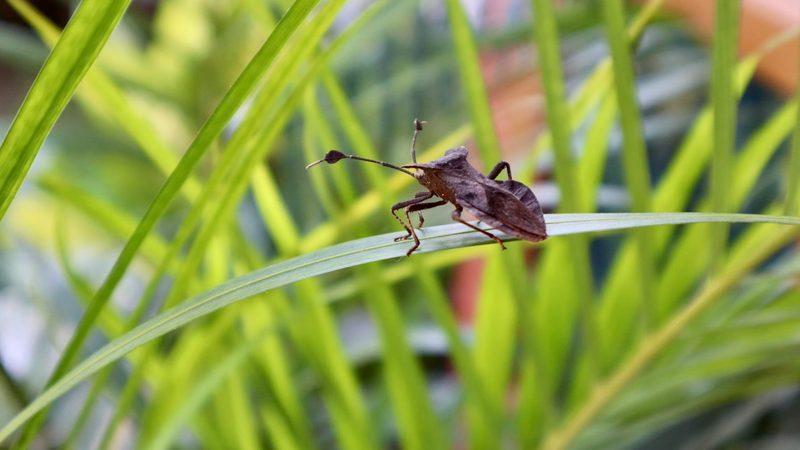 Chinch Bugs Are Moving North — Is Your Red Deer Lawn Prepared?