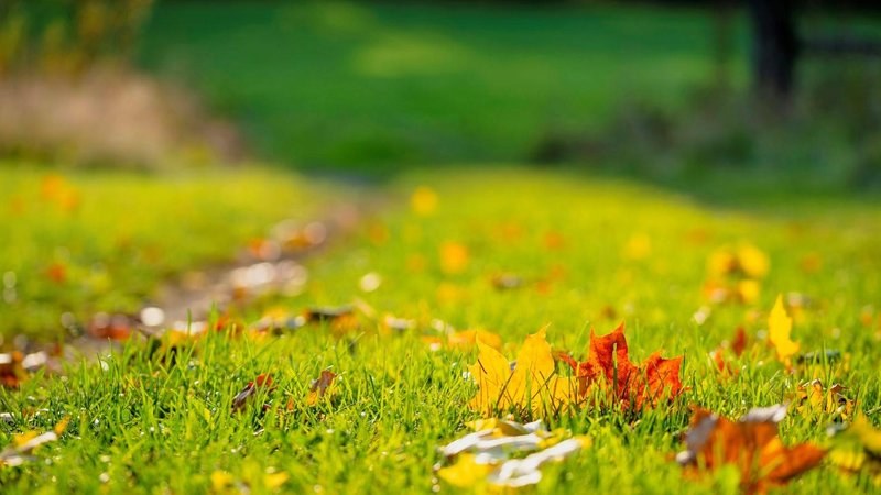 Autumn leaves scattered across a green lawn in sunlight
