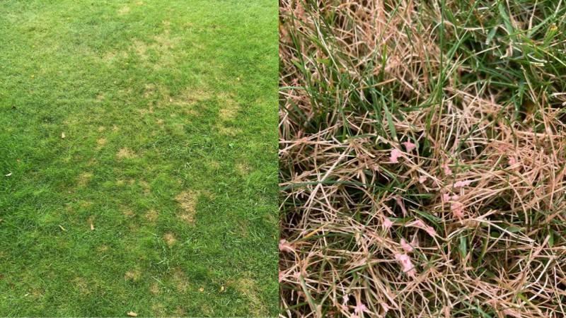 Patchy turf and close-up of red thread lawn disease on grass