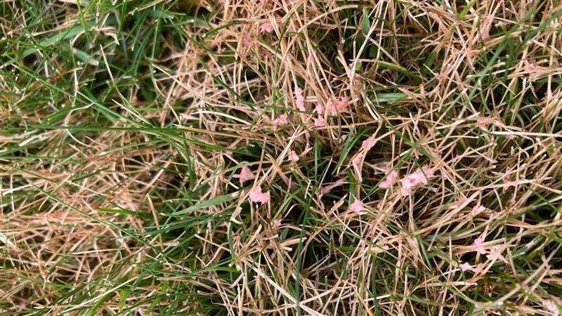 Close-up of red thread lawn disease on grass with pink fungal strands
