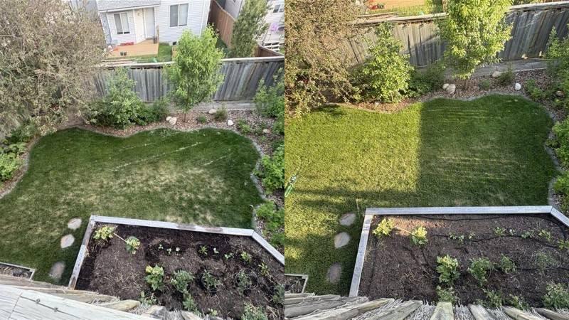 Before and after view of a Regina lawn recovering from winter kill damage