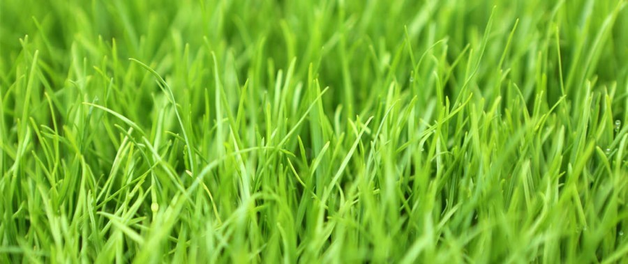 Ryegrass