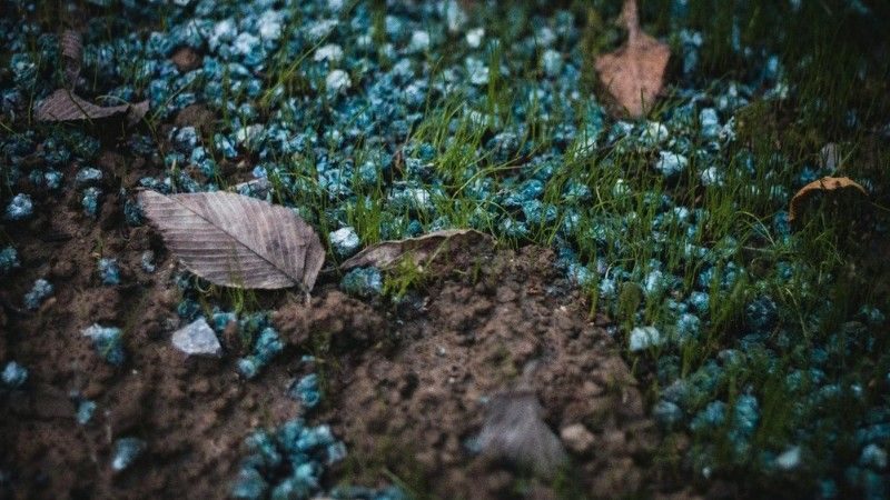 Salt damage affecting soil and early lawn growth after winter