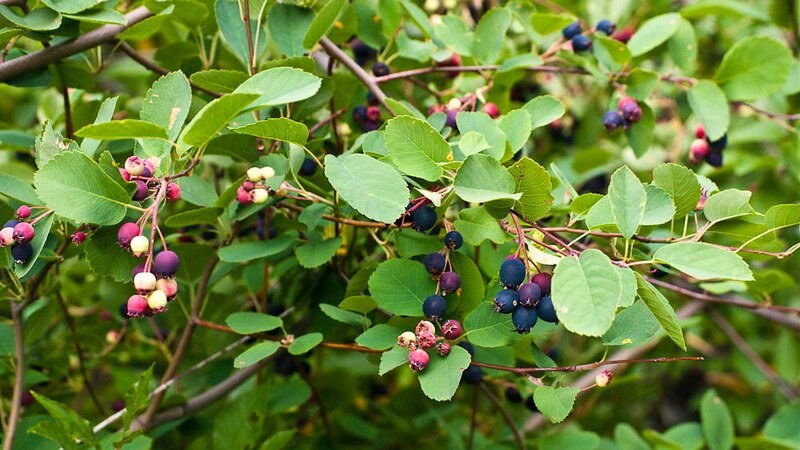 Sastkatoon Berries