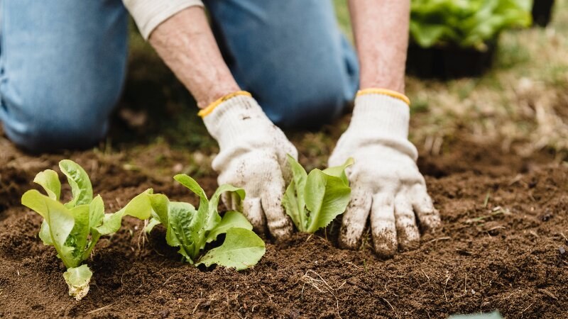 Seed Planting