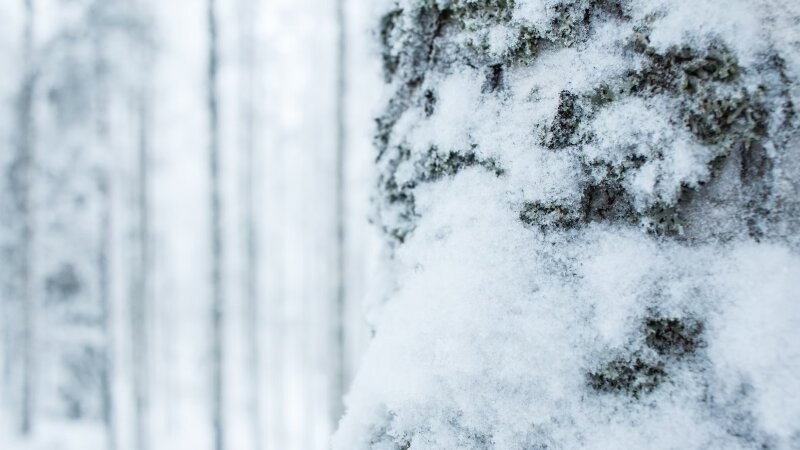 Snow covered tree