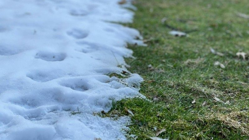 Melting snow along the edge of a lawn, showing uneven snow coverage that can contribute to winter turf damage.
