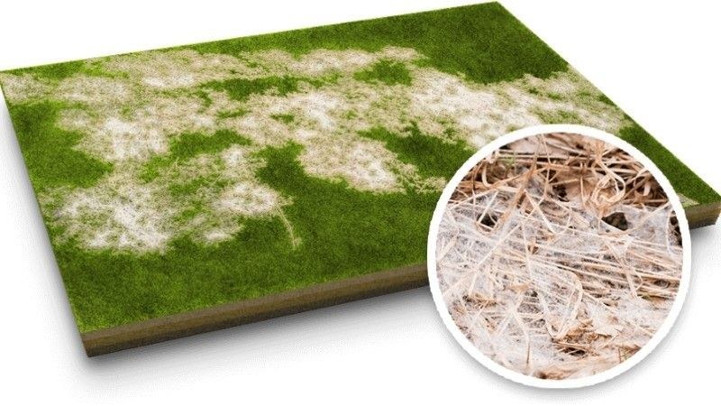 Lawn disease: snow mould disease