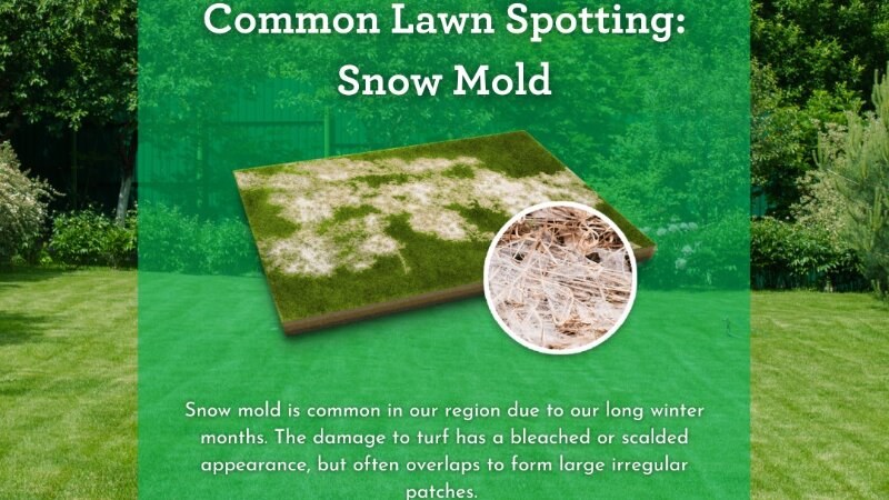 Snow Mold