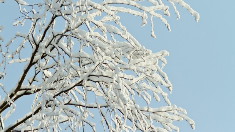 Tree covered with snow