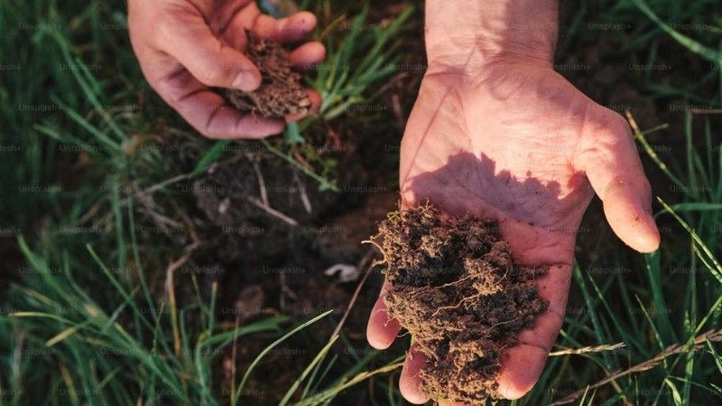 Close-up of hands holding loose garden soil to check its health and structure.