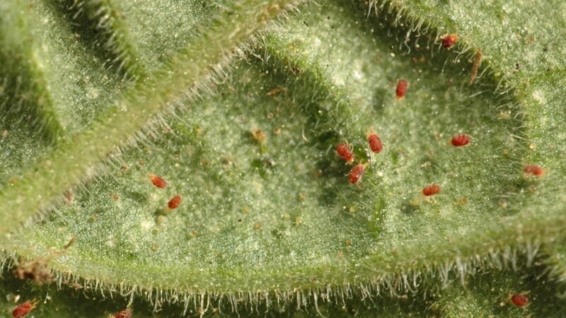 Spider mites