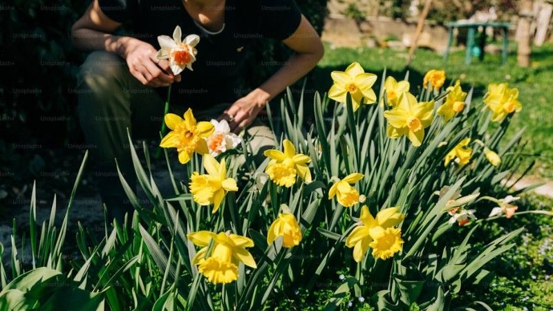 A person kneeling in a garden surrounded by blooming yellow daffodils on a sunny spring day.