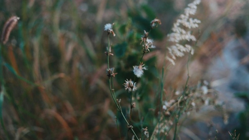 Early spring lawn weeds growing naturally before pre-emergent treatment
