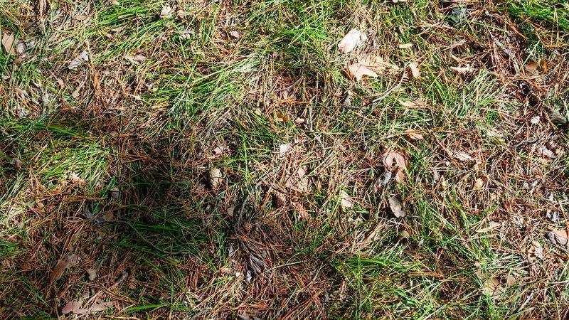 A struggling lawn in Winnipeg