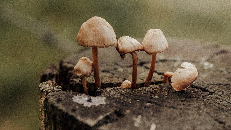 Stump Mushrooms Repurpose