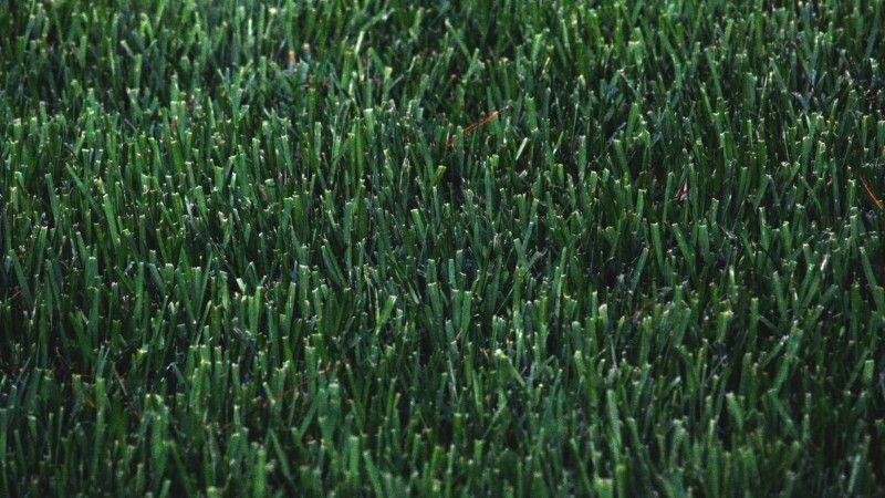 Close-up of thick, dark green turfgrass, indicating healthy lawn growth after overseeding.