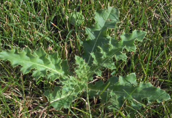 Thistle weed