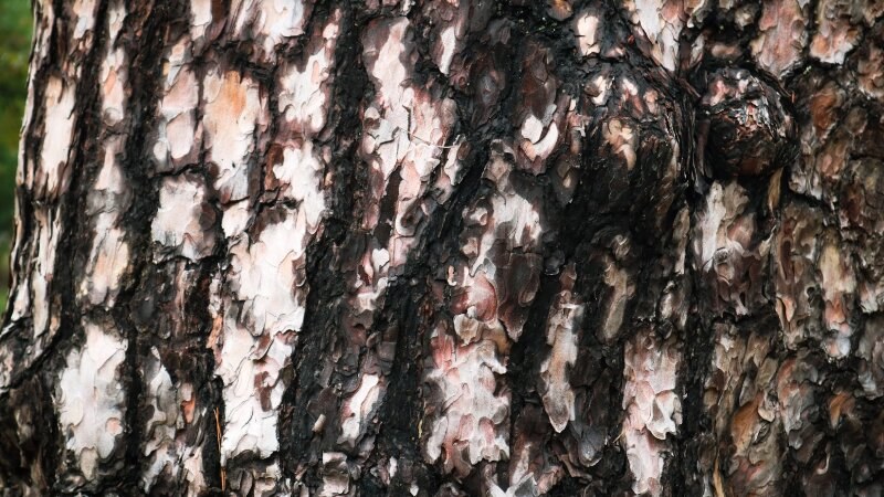 Tree Bark Disease