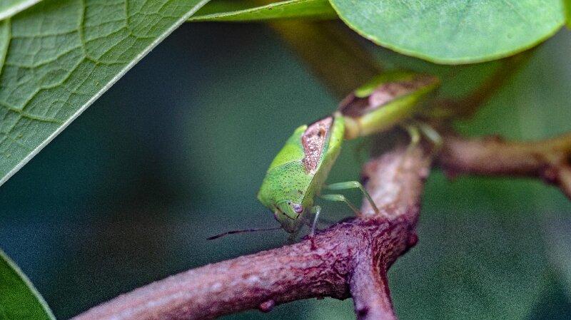 Tree Bugs Disease Protection