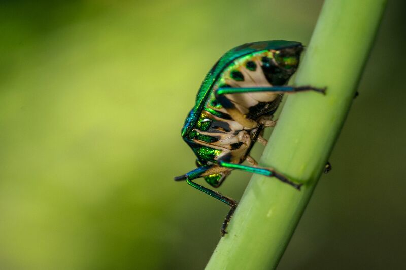 Bad Tree Bugs