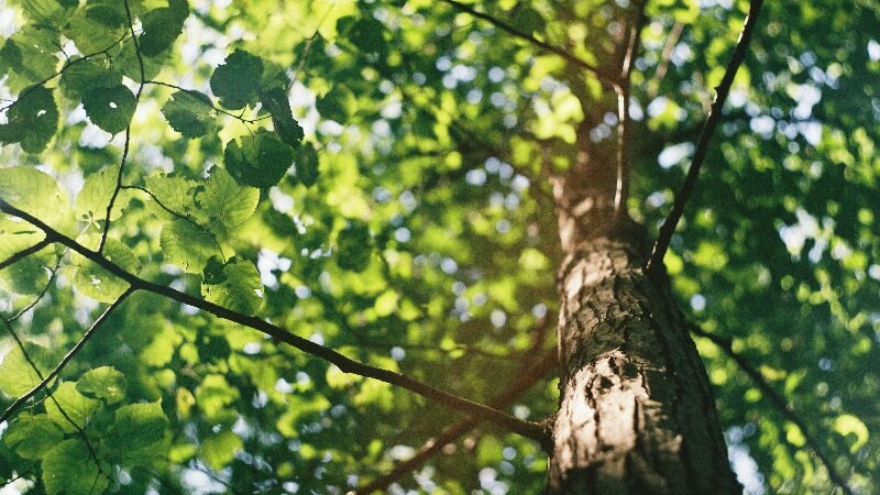 In Focus: Tree Crown Reduction in Edmonton