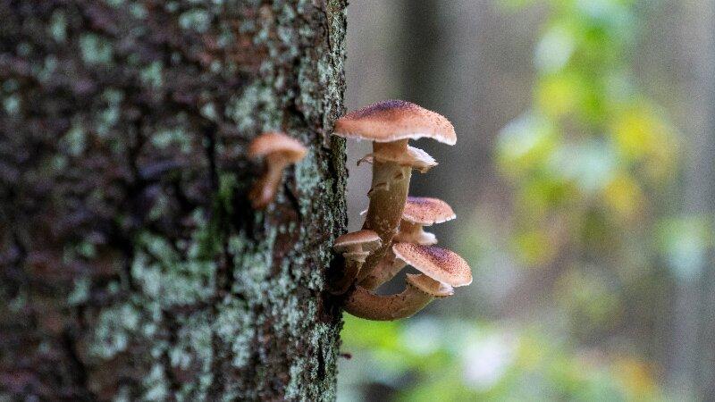 Tree Disease Decay