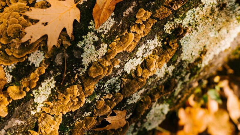 Tree Disease Mushroom