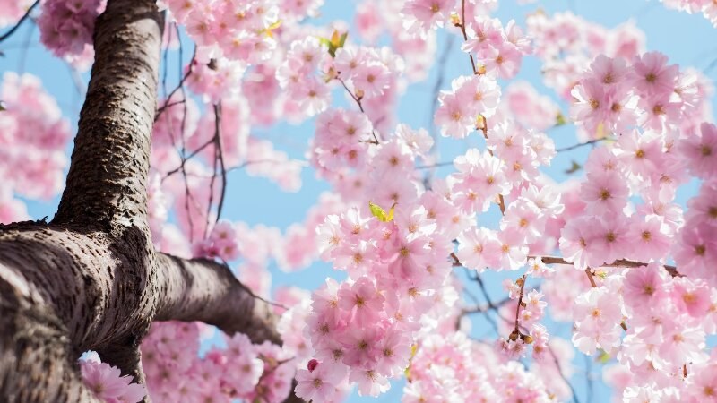 Tree Flower