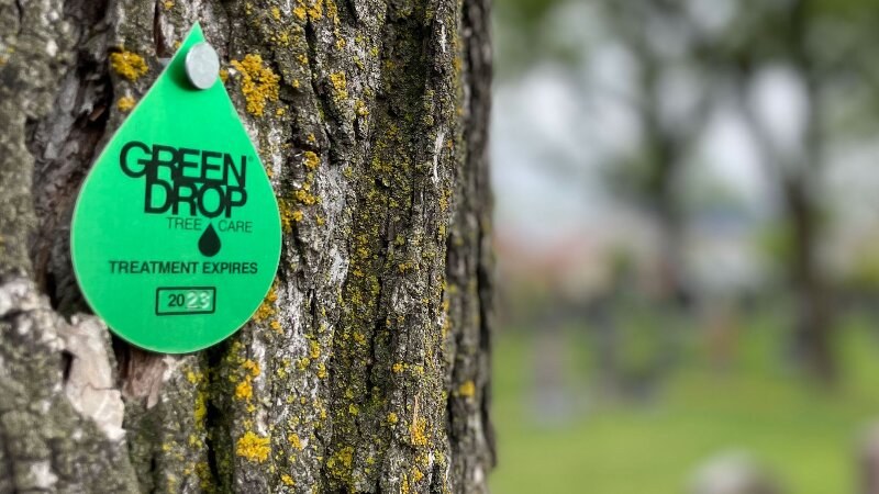 green drop sign on a tree