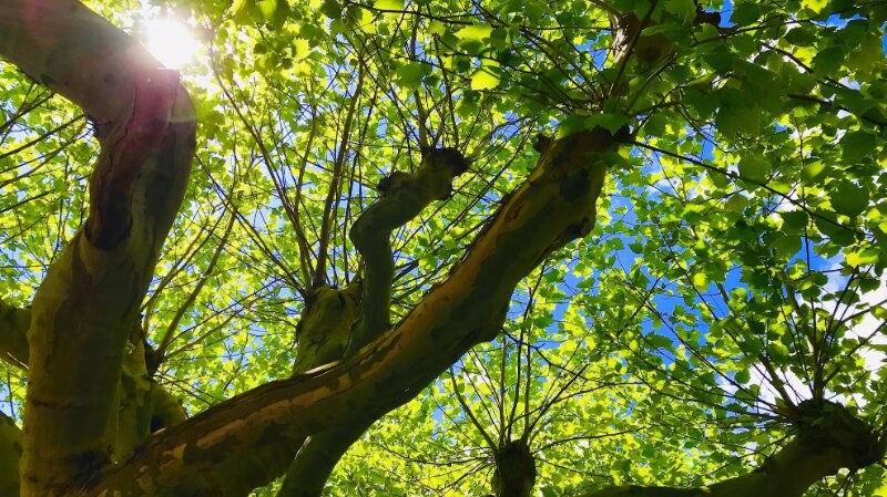 Tree with green leaves