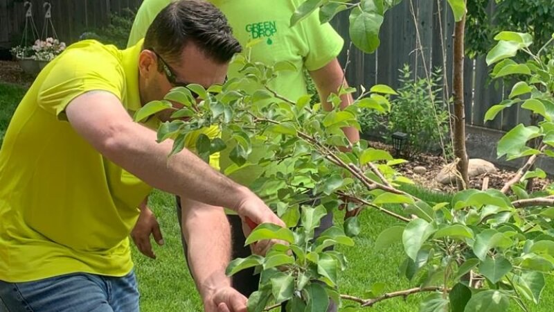 Tree Inspection Green Drop Worker