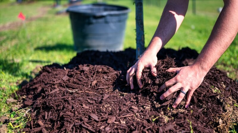 Tree Mulching Winter Preparation