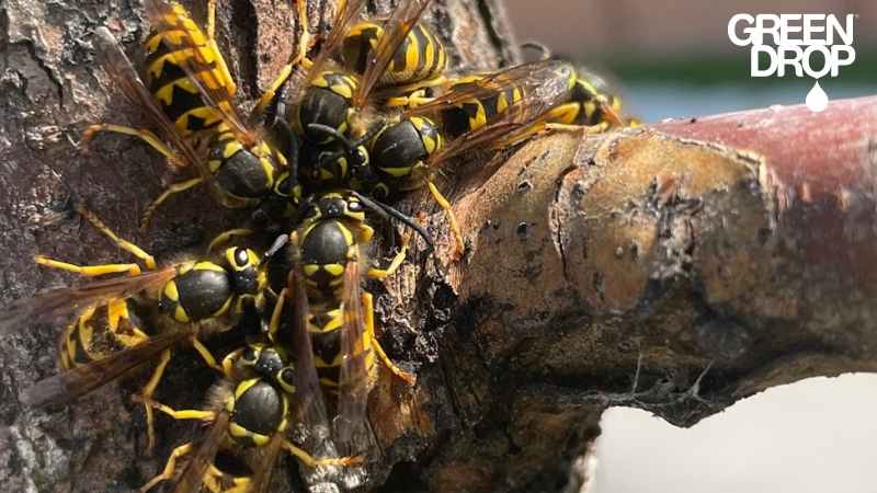 Tree Pests Green Drop