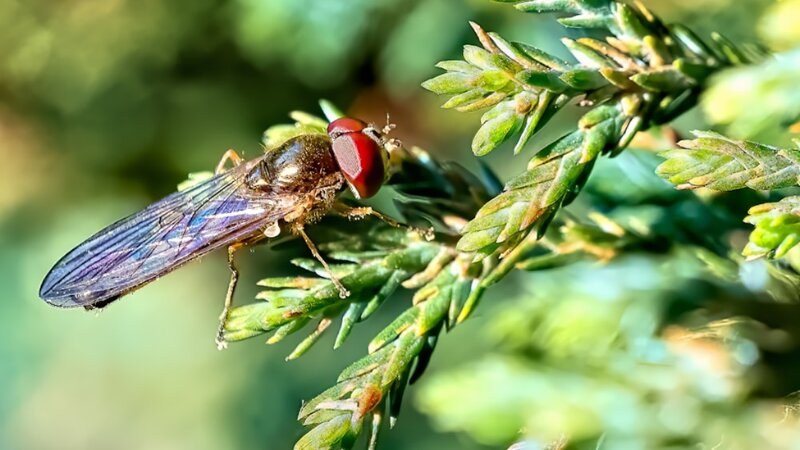 Tree pest on a branch