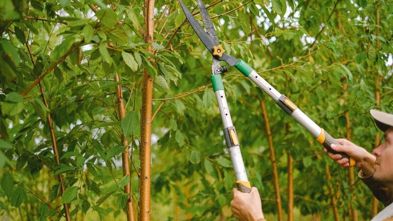 Tree Pruning Winter Preparation