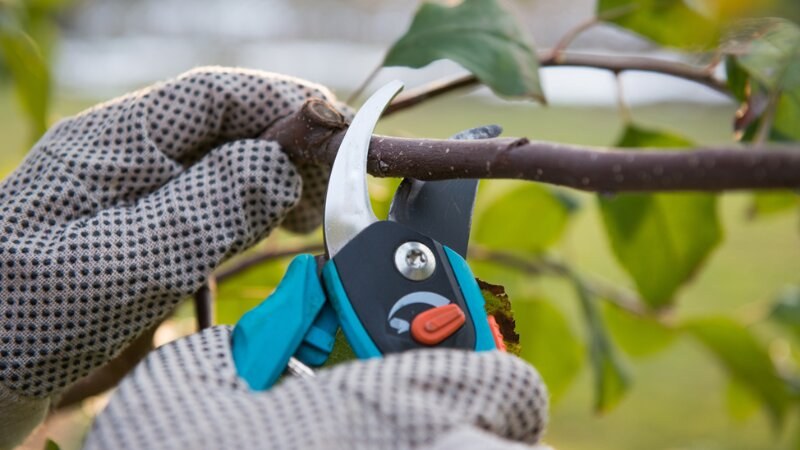 Tree Pruning