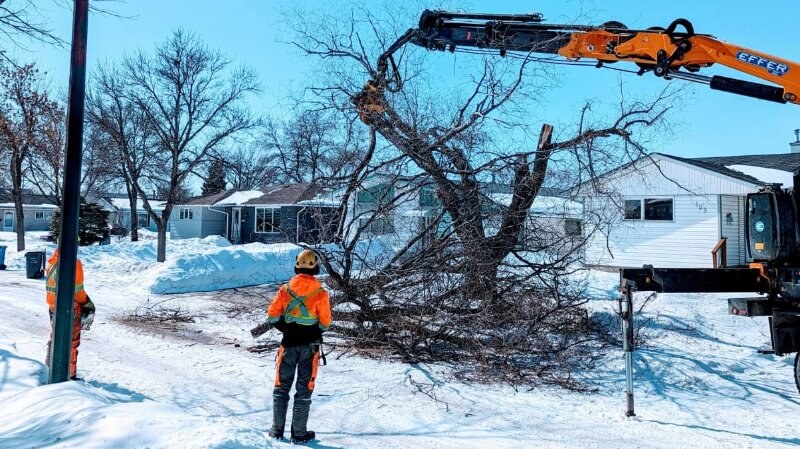 Tree Removal Machine Worker
