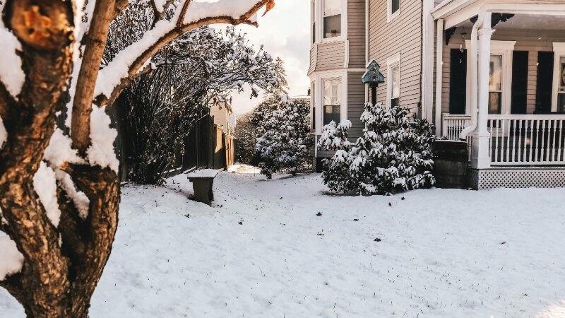 Tree Snow Winter Damage