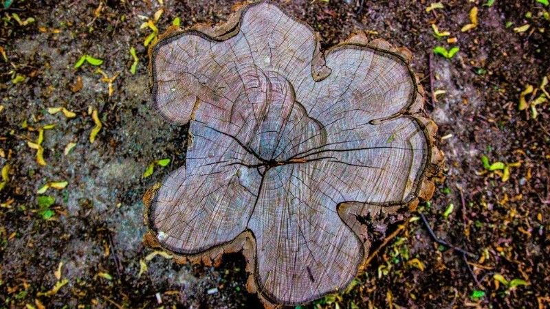 Why Stump Grinding Might Be Necessary Before You Plant New Trees