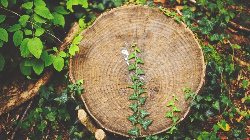 leaf on top of a tree stump