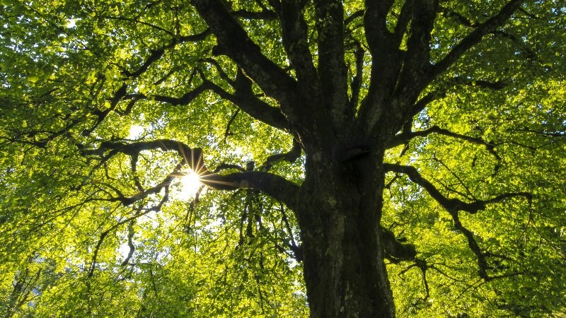 Tree Sun