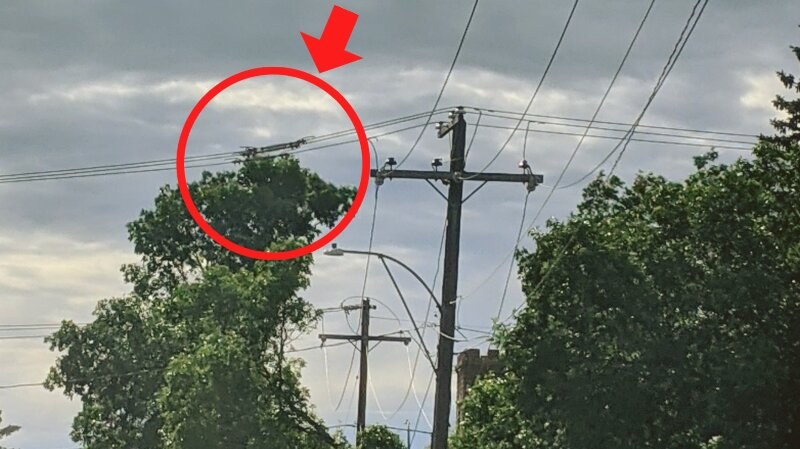 Tree Touching Power Line