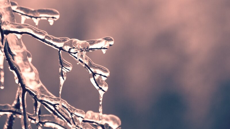 Tree Winter Preparation