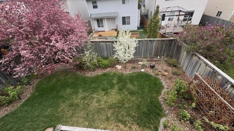 Backyard view showing patchy grass growth with healthy surrounding plants, possibly indicating insect or disease stress.