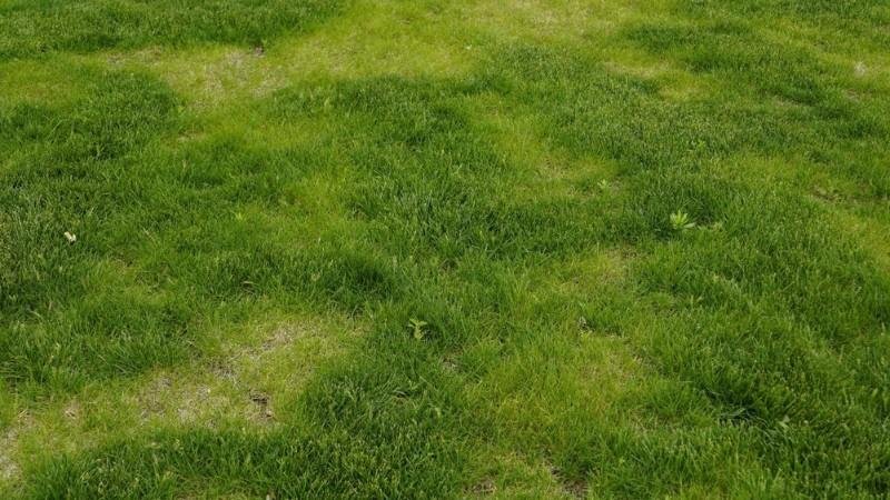 Winter Kill in Regina & How Can You Fix It?