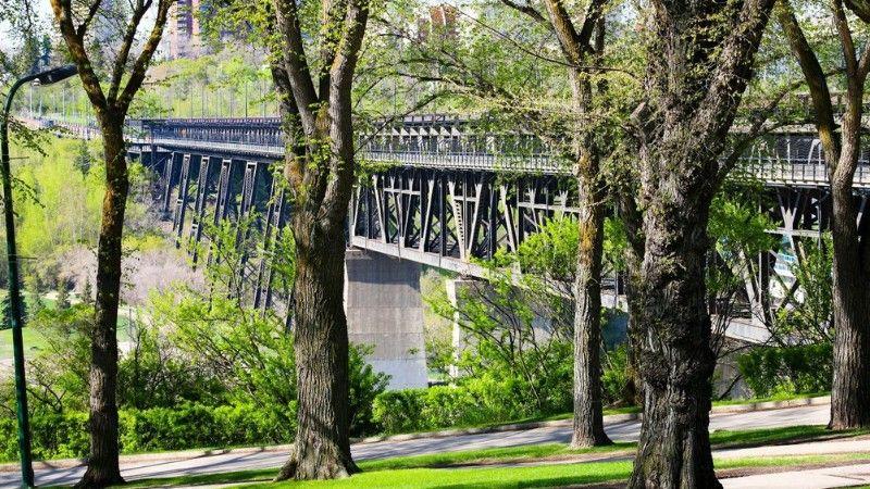From Grey to Green Spaces: Our Guide on How to Plant Urban Trees