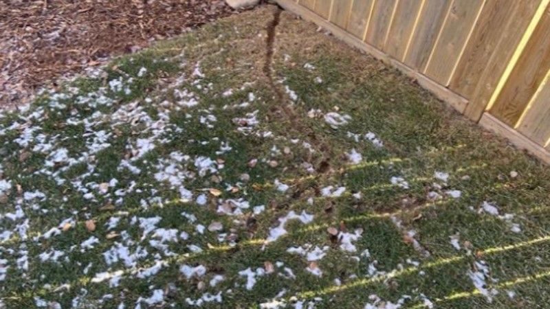 Vole damage visible on a lawn after winter snow melt