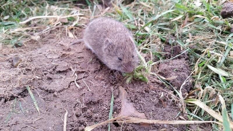How to Undo Vole Damage on Your Lawn, Post Winter
