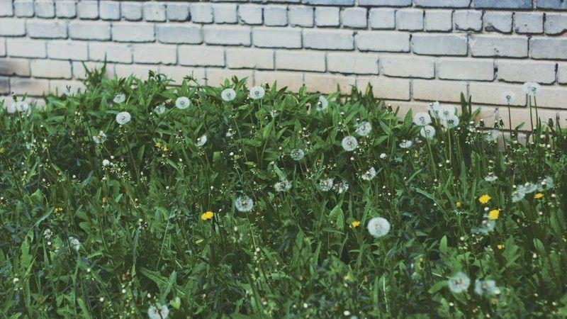 Dandelions and other weeds growing through a lawn where grass coverage is thin